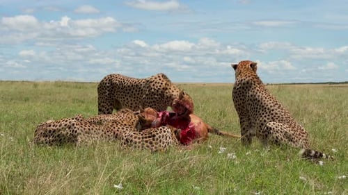 Band of Cheetahs eating an Antelope in the vast bush of Kenya