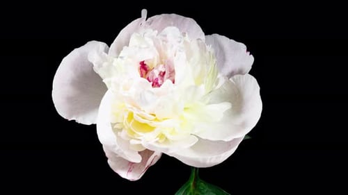 White Pink Peony Blooming in Time Lapse on a Black Background. Tender Flower Moving Petals Close Up