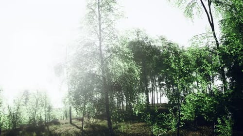 Sunlight Rays Through Green Forest Trees Animation