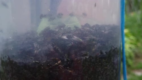 Flies stuck in a fly trap on the farm. Close up shot of insects.