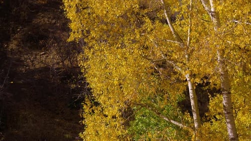 Wind Blowing On Autumn Trees With Golden Foliage On Sunny Day. static, slow motion