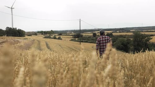 Farmer Walking in the Wheat Agricultural Field Cereal Plantation