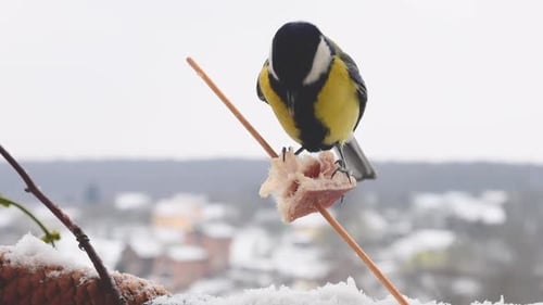Kohlmeise frisst ein Stück Speck und Salo vor dem Hintergrund einer Winterlandschaft.
