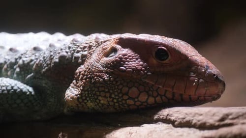 A Lizard is Laying on a Rock and Looking at the Camera