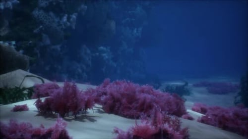 Sea or Ocean Underwater Coral Reef