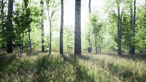 Sunset or Dawn in a Spring Birch Forest with Bright Young Foliage