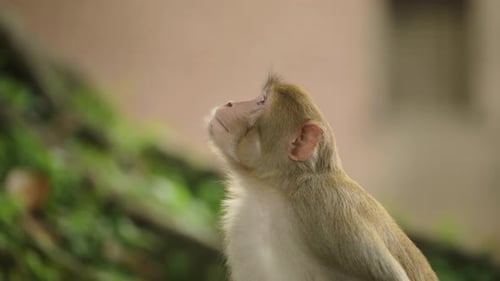 Close Up Monkey Portrait at Nepal Temple in Kathmandu, Monkey in Urban Wildlife Shot of Monkeys, Ani