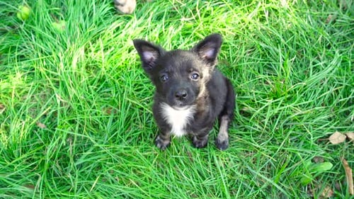 Small Stray Puppy Looks to the Camera on a Green Lawn. Cute Animals in Nature. Adopted Animal. Small