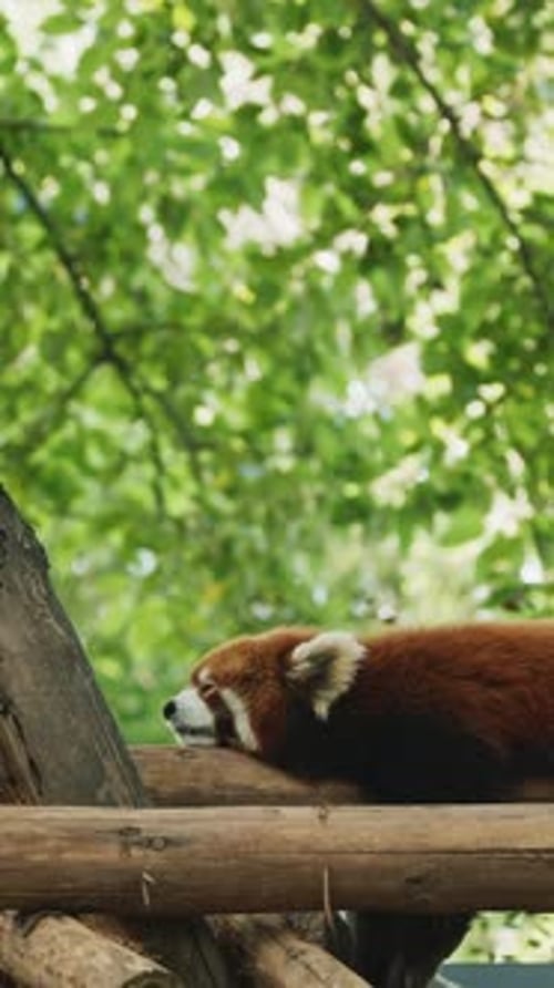 Red Panda Relaxing on Wooden Platform in Forest