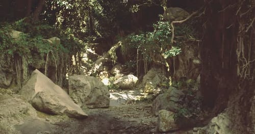 Lush Green Forest with Rocky Paths and Sunlight Filtering Through Leaves