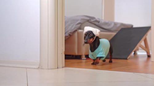 Dachshund Dog in Funny Bunny Ears Hat