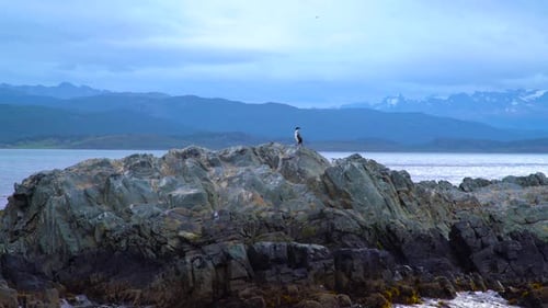 Vogelbarsche auf einer felsigen Küsteninsel mit Bergen und bewölktem Himmel als Hintergrundszene auf dem Wasser