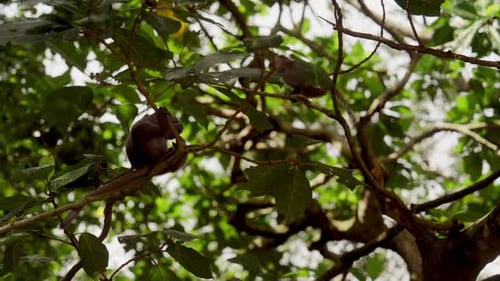 Singes espiègles sur de minuscules branches d'arbres