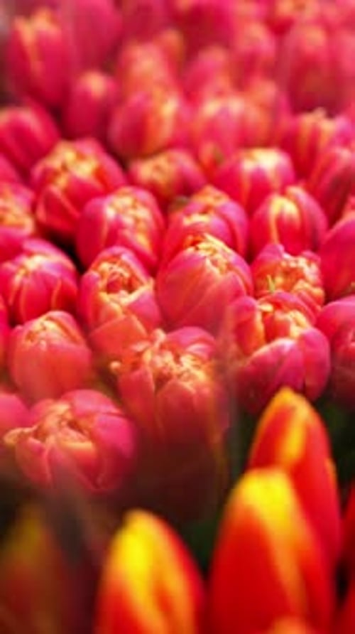 Beautiful Tulips Close Up Panning Display