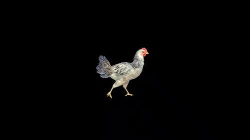 Wild Hen Slow Walk