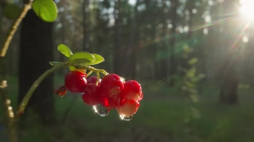 Bright Red Berries in the Forest Sunlight