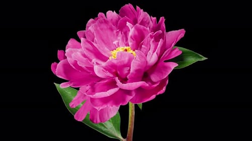 Red Peony Open Flower in Time Lapse on a Black Background. Wedding Concept. Side View on Pink Flower