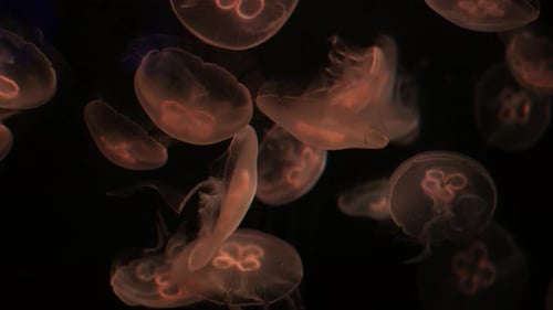 Jellyfish in the Aquarium in Dark