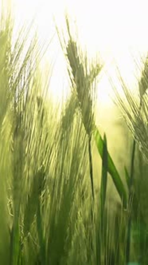 Schöne detaillierte Nahaufnahme des Anbaus von grünem Weizen auf landwirtschaftlichen Feldern.