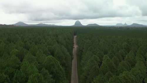 Traveling down an old dirt road through a forest plantation leading to a scenic sculptured mountain