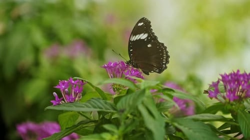 Mariposa sobre una flor