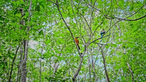 Vibrant Birds Perched in Lush Green Forest