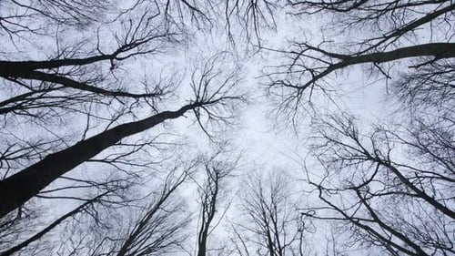 Treetops Without Leaves on a Cloudy Gray Day