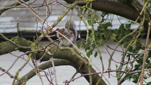 Grey Squirrel Sat On Tree Branch Grooming Cleaning Itself Daytime Winter UK England Hertfordshire Bo
