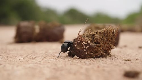A dung beetle rolling a ball of dung