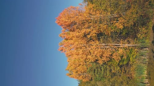 Lake in Autumn Forest