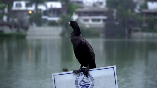 A Close Up of a Black Cormorant Standing on a Sign at a Harbour with Houses in the Background Across