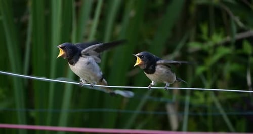 Barn swallows (Hirundo rustica) feeding chicks, Southern France
