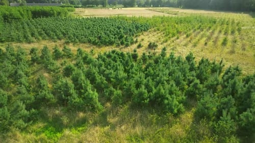 Aerial approach lush green pine tree field surrounded by countryside with bright daylight, tree plan