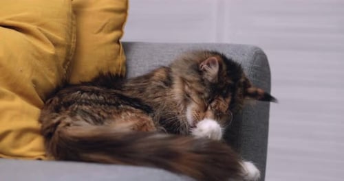 Fluffy Maine Coon Cat Lounges on Cozy Grey Sofa Licking Its Paw While Grooming Itself Feline Looks