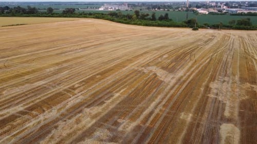 Flying Over Wheat Field After Harvest on Summer Day View of Green Trees Field