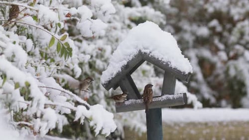 House sparrows feeding at birdhouse in winter with everything covered in snow