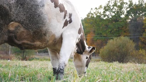 Close Up of Cow Eating Fresh Green Grass at Lawn Friendly Animal Grazing at Meadow Cattle on Pasture