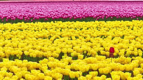 A Single Red Tulip In Yellow Fields. Vibrant Tulip Field. Rotating Shot