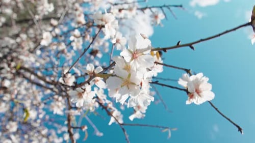 Weiße Blume auf einem Baum mit blühenden Zweigen