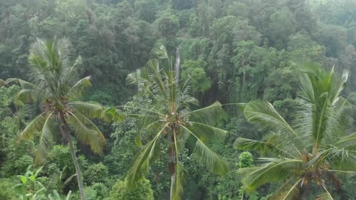 Beautiful waterfall in tropical rainforest jungle on nature background Bali
