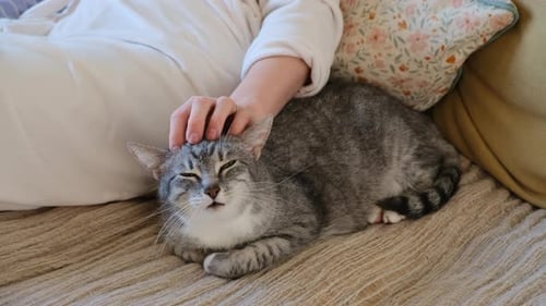 Content Gray Tabby Cat Being Pet on Sofa