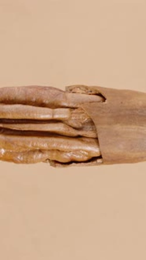 Vertical video. Pecan nut in half-cracked shell rotating on a light brown background, looping,