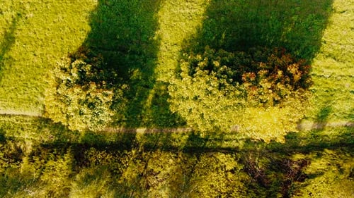 Aerial Top View Over Straight Road With in Colorful Countryside Autumn Forest. Aerial View Above Roa