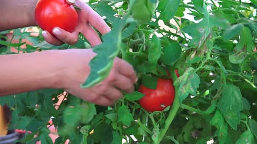 Hands Harvest Ripe Tomatoes from Tomato Plant