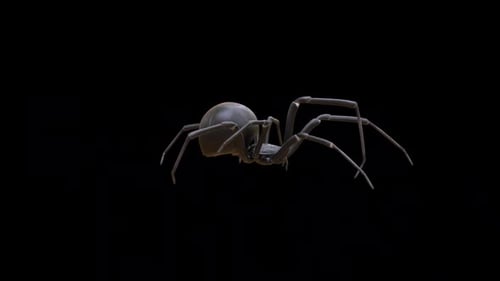 Black Widow Spider Walk