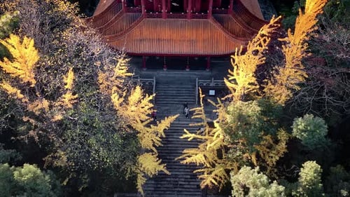 Ginkgo biloba tree. Yellow-gold Ginkgo Biloba leaves. A medicinal plant.