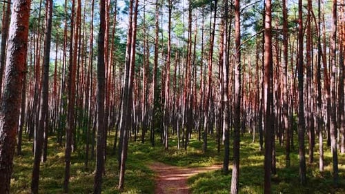 Dense pine woods with narrow trail. Rows of tall pines forming