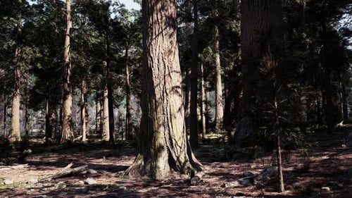 A Dense Forest with Tall Trees and Sunlight Filtering Through the Leaves