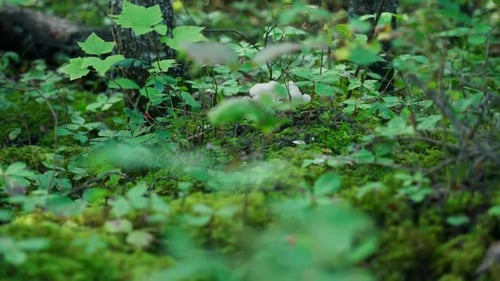 Slider shot of wild mushrooms in lush green vegetation.
