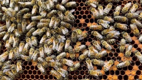Honey Bees on Combs with Perga Closeup Bee Larvae in the Honeycomb